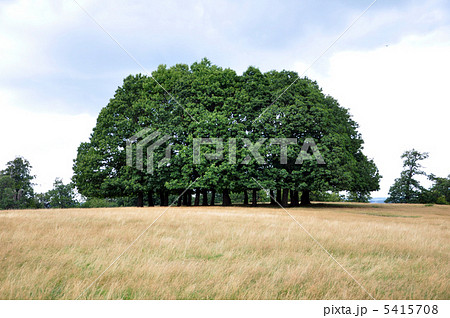草原と木 5415708