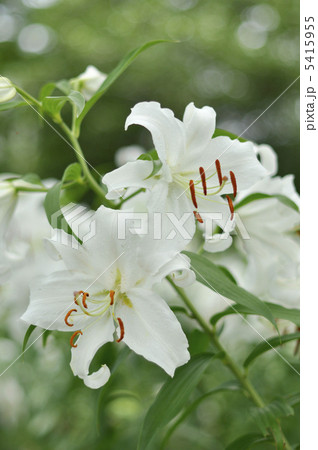 カサブランカ カサブランカ 5415955