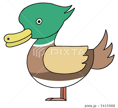 カモのイラスト素材 カモのイラスト素材