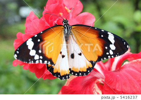 カバマダラの成虫 カバマダラの成虫 5416237