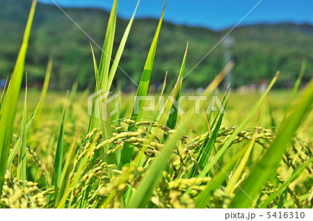 稲穂 5416310