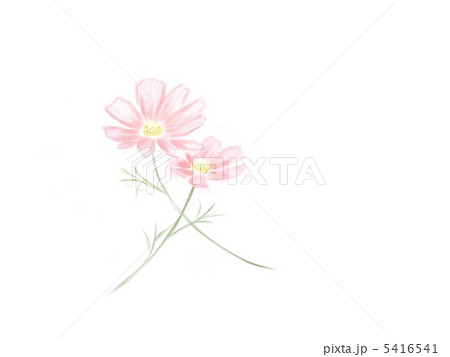 コスモス 5416541