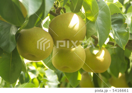 収穫直前の幸水 5416661