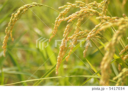 稲穂 稲穂 5417034
