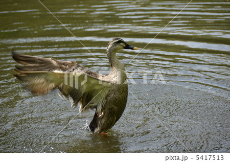 カモの羽ばたき 5417513