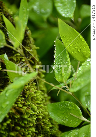 緑のしずく 5417515