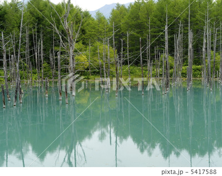 青い池２０１２　２ 5417588