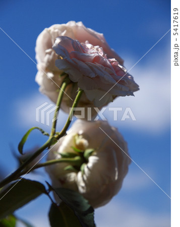 スヴニール・ドゥ・ラ・マルメゾン スヴニール・ドゥ・ラ・マルメゾン 5417619