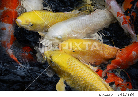 鯉の池 鯉の池 5417834