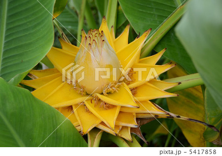 バナナの花　 5417858