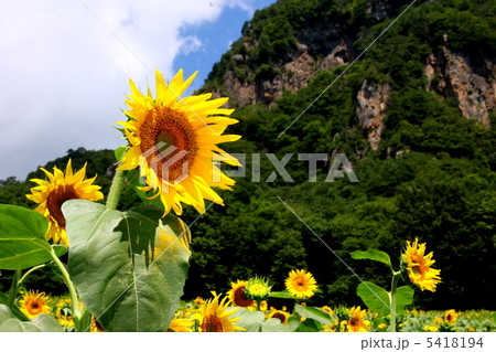 向日葵 5418194