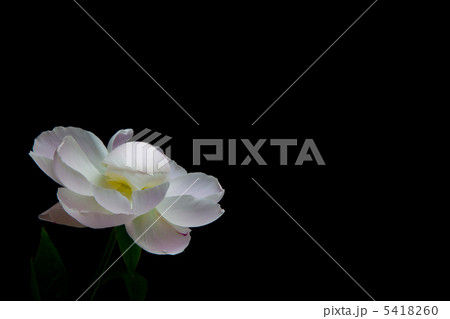 芍薬 5418260