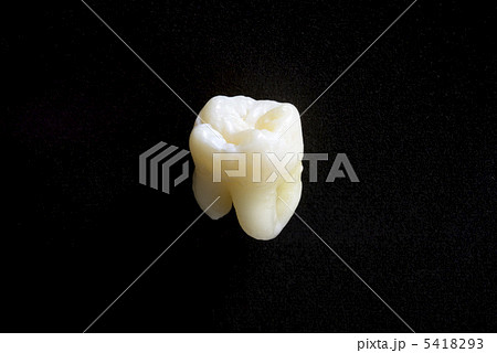 歯 5418293