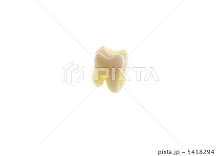 歯 5418294
