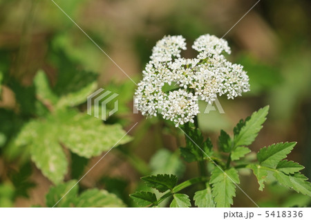 夏の花　～セリ～ 5418336