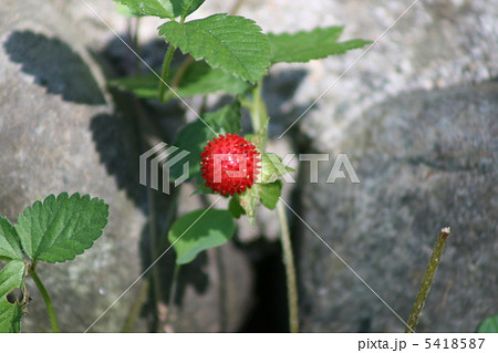 ヘビイチゴ 5418587
