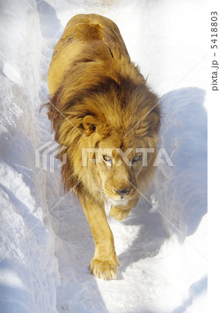 冬のライオン 5418803