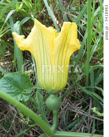 カボチャの花 カボチャの花 5418963
