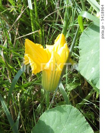 カボチャの花 カボチャの花 5418964