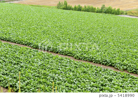 テンサイ畑 5418990