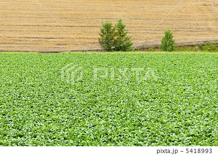 パノラマロードの丘 5418993