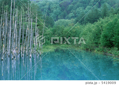 新緑の湖 5419009