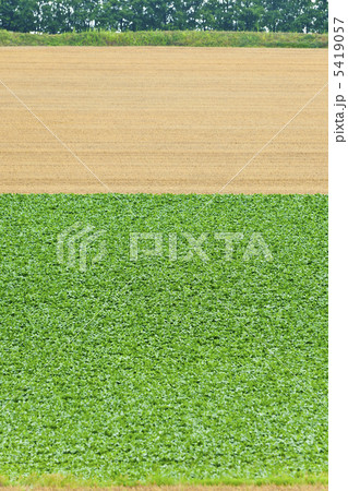 美瑛のテンサイ畑 美瑛のテンサイ畑 5419057