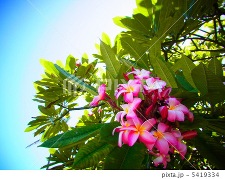 青空とプルメリア 5419334