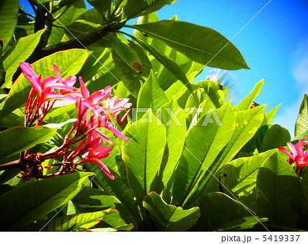 真っ赤なプルメリアと青空 5419337