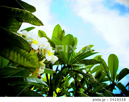 真っ白なプルメリアと青空 真っ白なプルメリアと青空 5419338