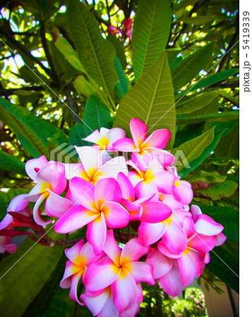 満開のプルメリア 5419339