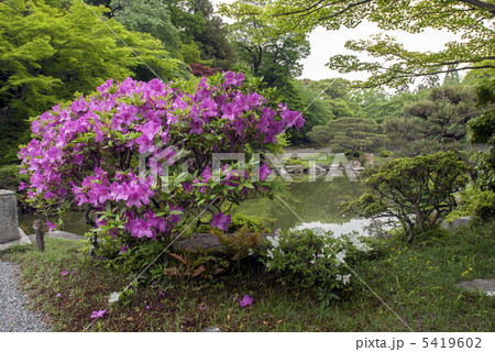 仙洞御所 南池のミヤマキリシマ 仙洞御所 南池のミヤマキリシマ 5419602