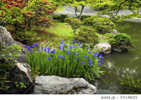 仙洞御所　南池の花菖蒲 5419605