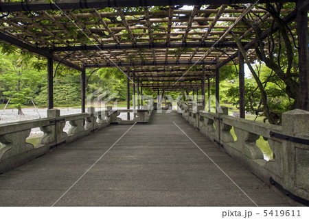 仙洞御所　南池の八ッ橋 5419611