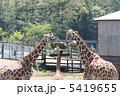 きりんの食事 5419655