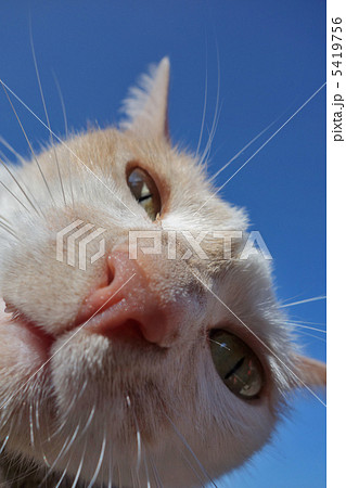 ぬんっ! ぬんっ! 5419756