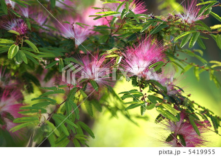 ネムノハナ 5419955