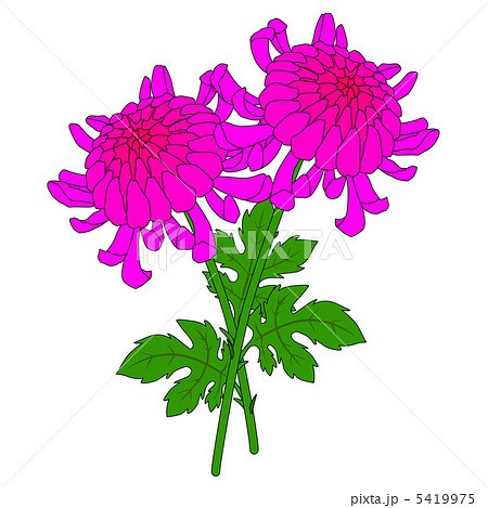 菊のイラスト素材 菊のイラスト素材