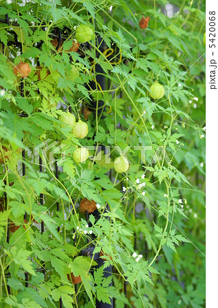 フウセンカズラ（グリーンカーテン） 5420068