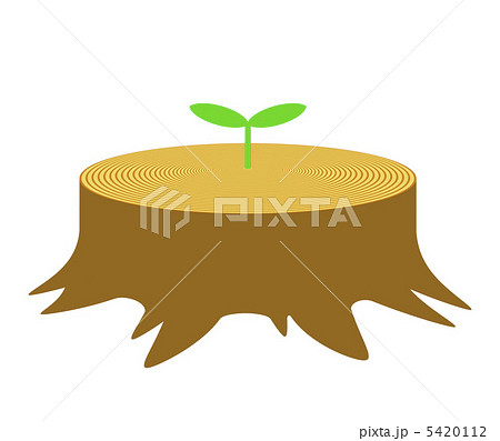 切り株から生まれる双葉 5420112