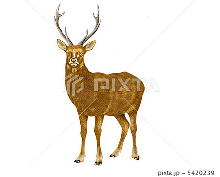ニホンジカ ニホンジカ 5420239