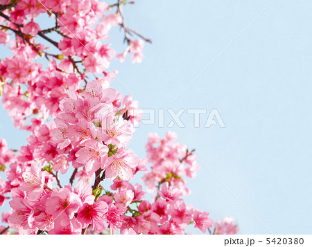桜と青空 5420380