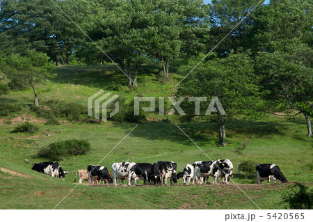 牧場の牛達 牧場の牛達 5420565