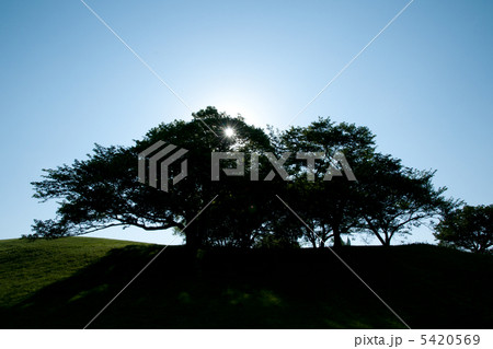 逆光での桜の樹 逆光での桜の樹 5420569