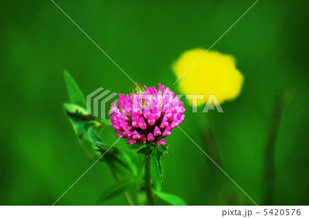 赤クローバー 赤クローバー 5420576