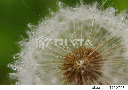 たんぽぽ 5420703