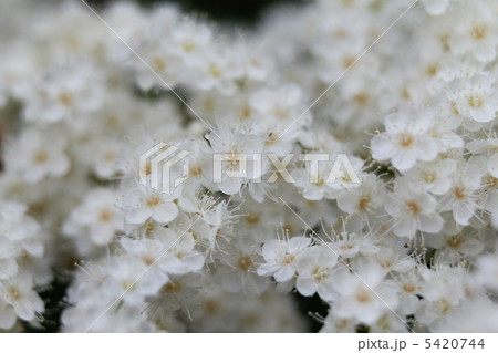 ニワナナカマド ニワナナカマド 5420744