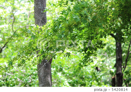 新緑 5420814