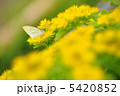 ひとやすみ 5420852