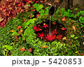なごみ 5420853